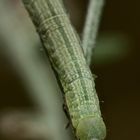 (4) Die Raupe des Ringfleck-Rindenspanners (Cleora cinctaria)