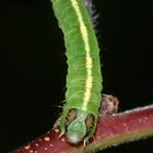 (4) Die Raupe des Schattenbinden-Weißspanners (Lomographa temerata)