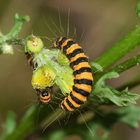 (4) Die Raupen des Jakobskrautbärs (Tyrea jacobeae) ...