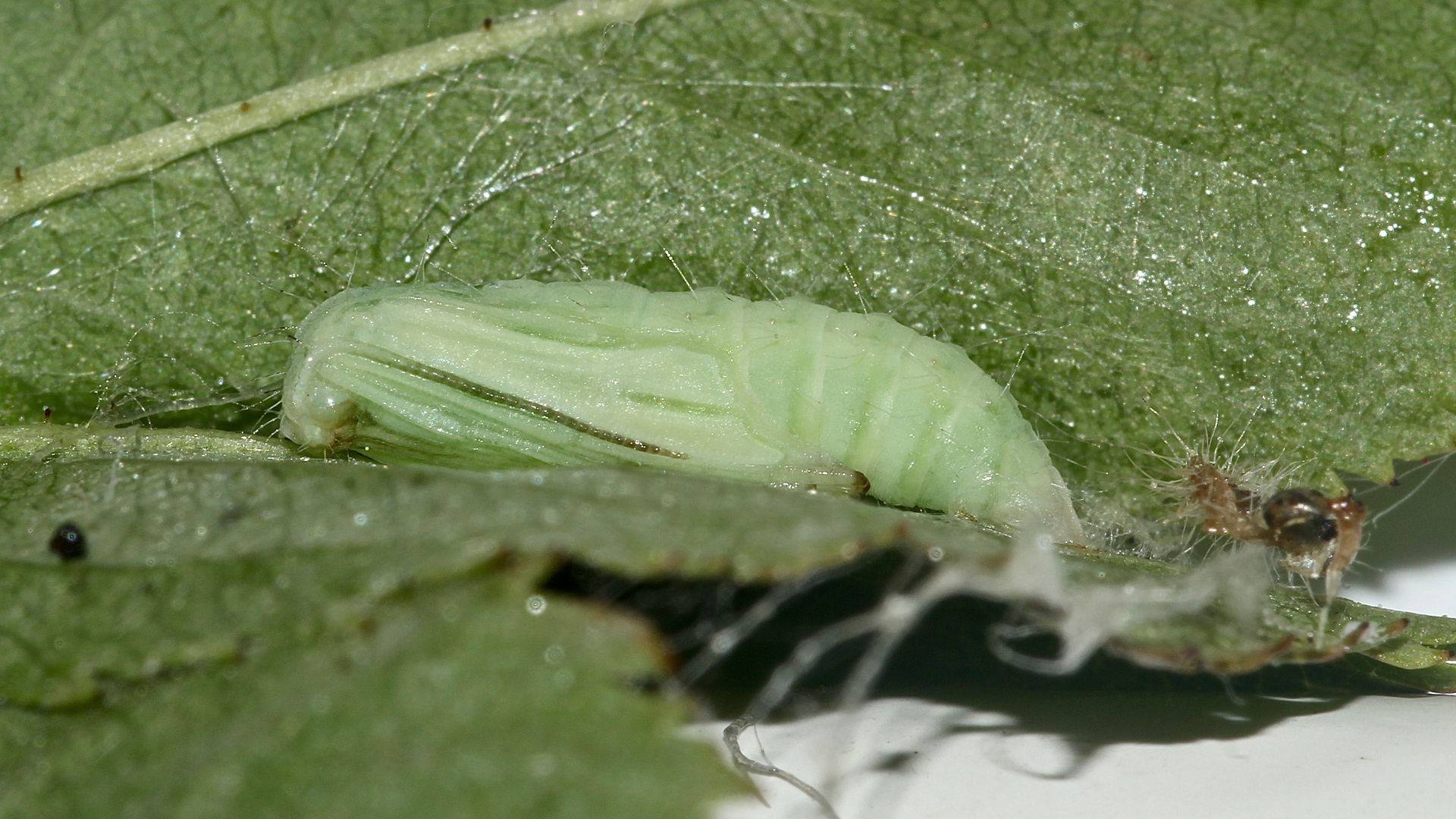 (4) Die Rosen-Federmotte (Cnaemidophorus rhododactyla)