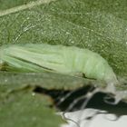 (4) Die Rosen-Federmotte (Cnaemidophorus rhododactyla)