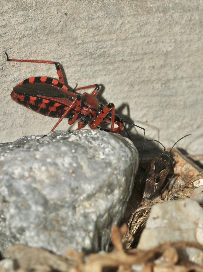 (4) Die Rote Mordwanze (Rhynocoris iracundus) ...