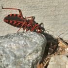 (4) Die Rote Mordwanze (Rhynocoris iracundus) ...