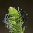 (4) Die seltene Borretsch-Wanze (Aellopus atratus)