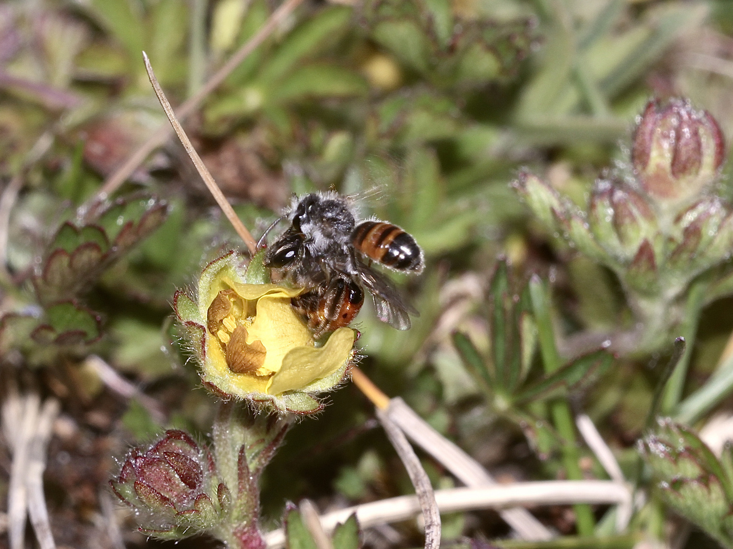 (4) Die seltene Fingerkraut-Sandbiene (Andrena potentillae) ...