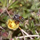 (4) Die seltene Fingerkraut-Sandbiene (Andrena potentillae) ...