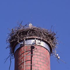 (4) Die Störche sind zurück ...