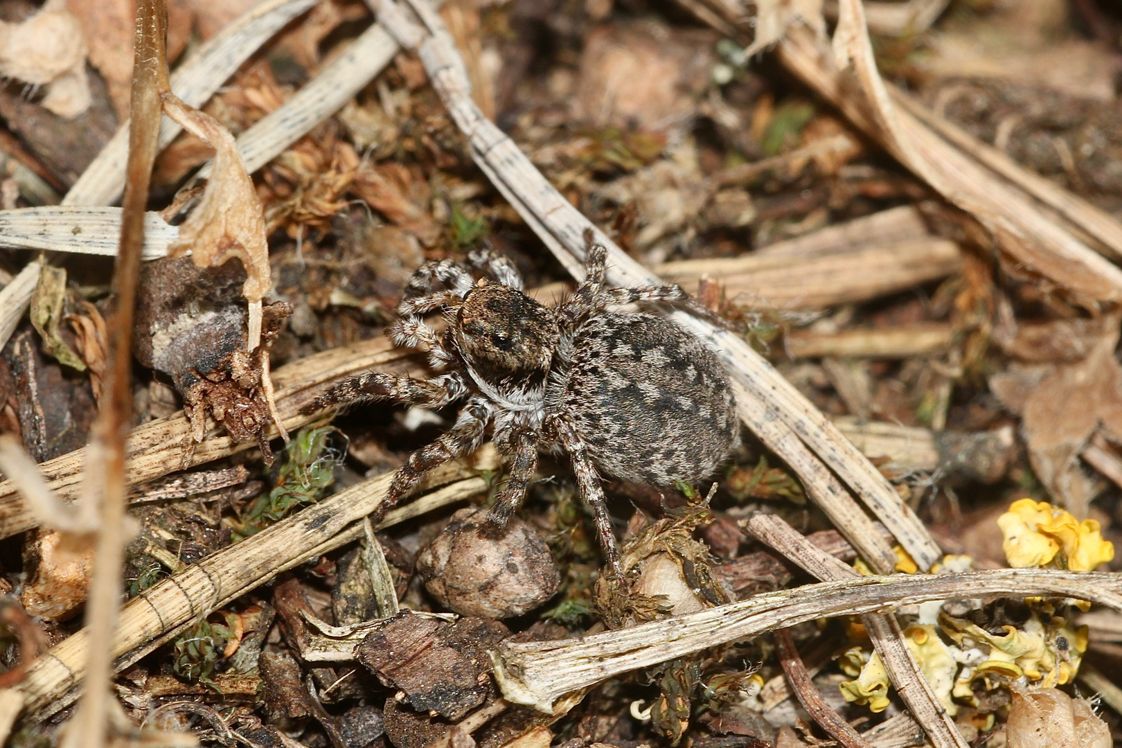 (4) Die V-Fleck-Springspinne (Aelurillus v-insignitus) ...