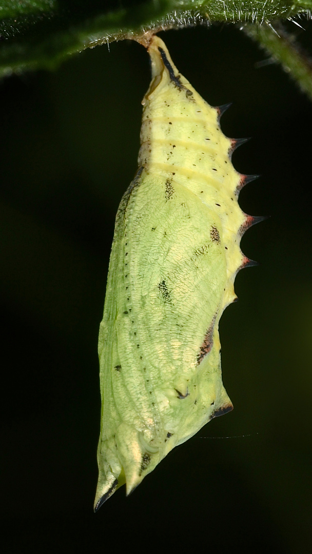 (4) Die Verpuppung des Tagpfauenauges (Aglais io)