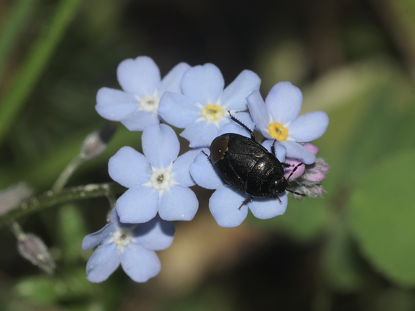 (4) Die Wanze SEHIRUS LUCTUOSUS, ...