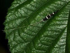 (4) Die Wasserinsekten mit Ausnahme der Libellen ...