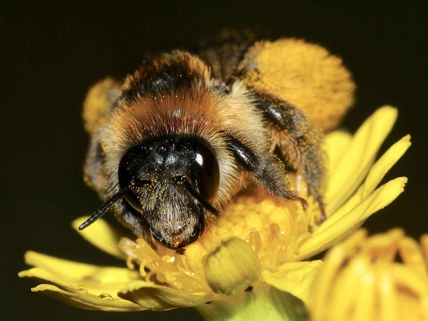 (4) Die (wie so viele) gefährdete Wildbienenart DASYPODA HIRTIPES