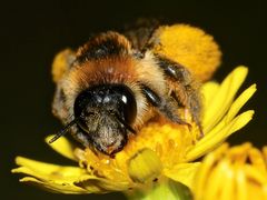 (4) Die (wie so viele) gefährdete Wildbienenart DASYPODA HIRTIPES
