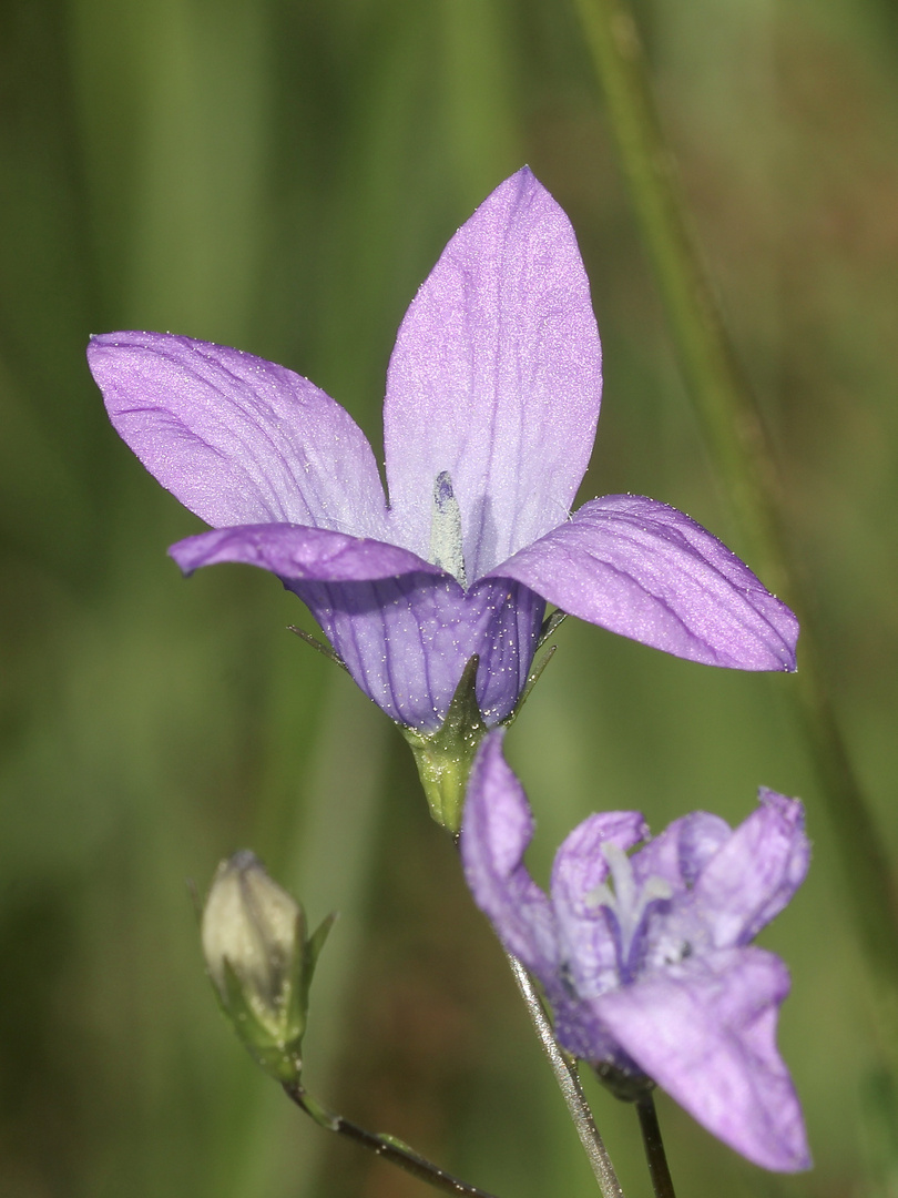 (4) Die Wiesen-Glockenblume (Campanula patia) ...