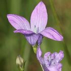 (4) Die Wiesen-Glockenblume (Campanula patia) ...