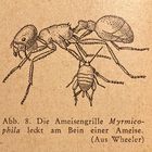 (4) Die winzige Ameisengrille (Myrmecophila acervorum) ...