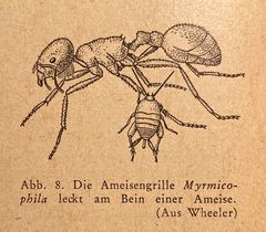 (4) Die winzige Ameisengrille (Myrmecophila acervorum) ...