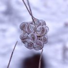 (4) Die Zitterspinne (Pholcus phalangioides) mit ihrem Kokon