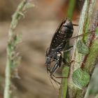 (4) Die zu den Sichelwanzen (Fam. Nabidae) gehörende ...