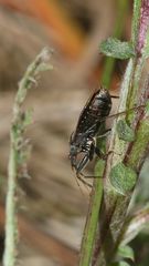 (4) Die zu den Sichelwanzen (Fam. Nabidae) gehörende ...