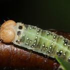 (4) Drei Raupenstadien des Gelbhorn-Eulenspinners (Achlya flavicornis)