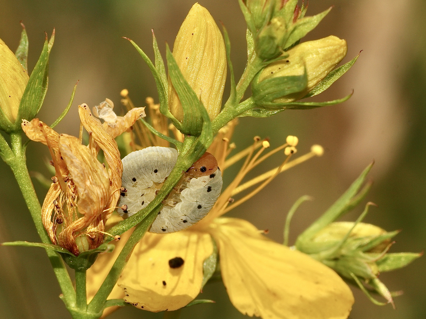 (4) Drei schöne Blattwespenlarven der Gattung TENTHREDO (Fam. Tenthredinidae)