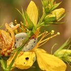 (4) Drei schöne Blattwespenlarven der Gattung TENTHREDO (Fam. Tenthredinidae)