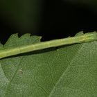 (4) Drei verschiedene Raupen des (Weißstirn-)Weißspanners (Cabera cf. pusaria)