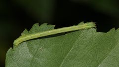 (4) Drei verschiedene Raupen des (Weißstirn-)Weißspanners (Cabera cf. pusaria)