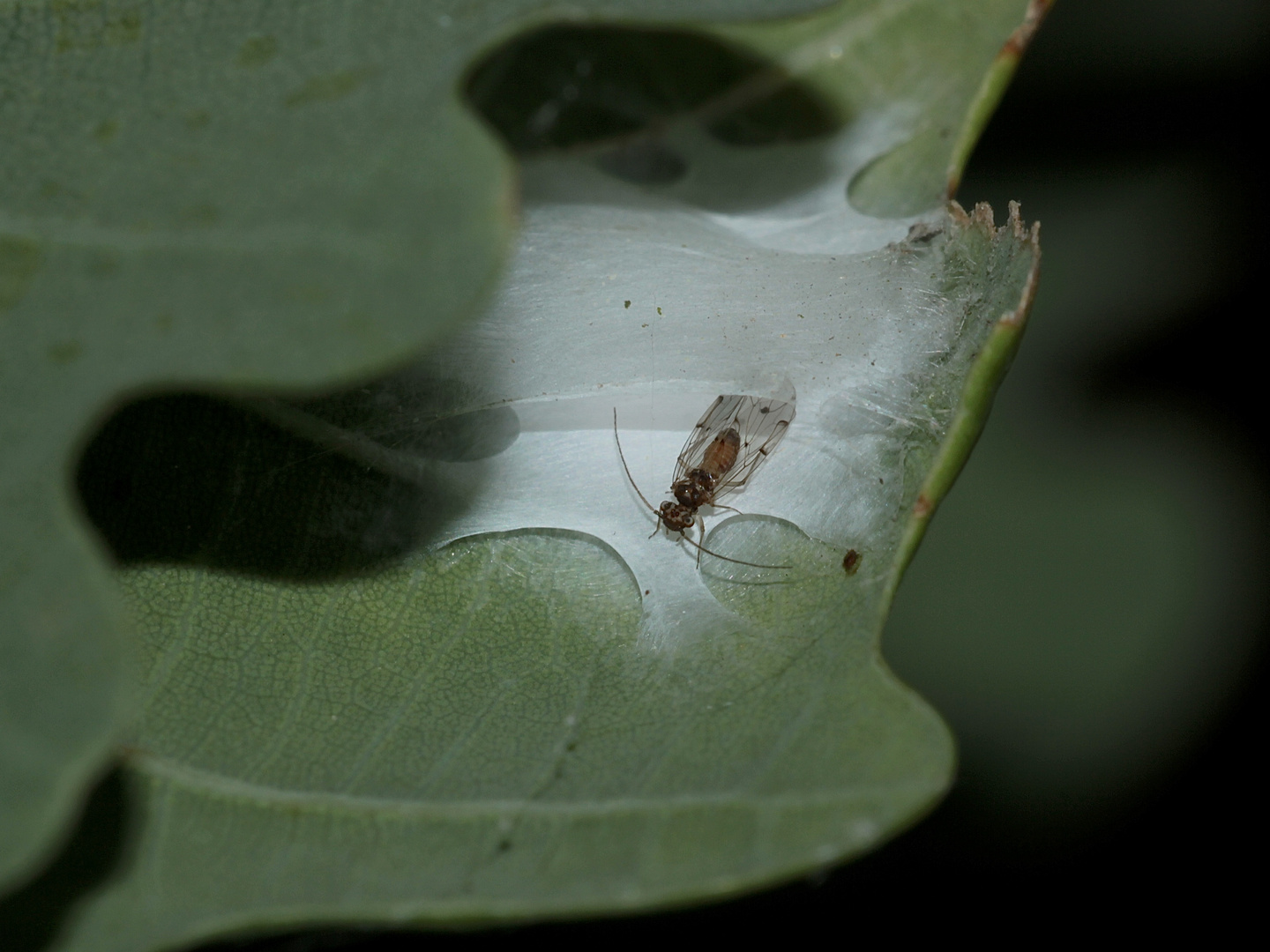 (4) Ectopsocus briggsi, eine Staublaus (Psocodea, früher: Psocoptera)