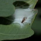 (4) Ectopsocus briggsi, eine Staublaus (Psocodea, früher: Psocoptera)