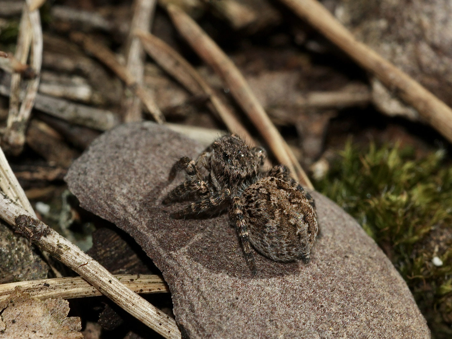 (4) Egal, wo es sich aufhält - das Weibchen der V-Fleck-Springspinne ...