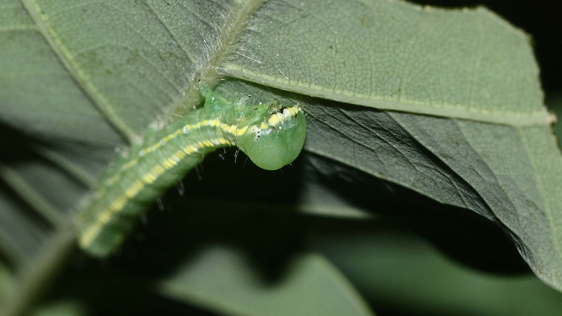 (4) Ei und Raupe des Dunkelgrauen Zahnspinners (Drymonia ruficornis) ...