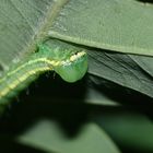 (4) Ei und Raupe des Dunkelgrauen Zahnspinners (Drymonia ruficornis) ...