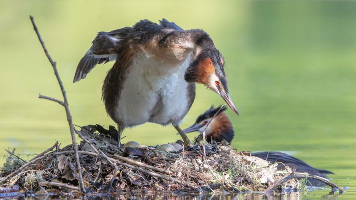 4 Eier sind es geworden.