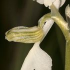 (4) Ein Albino des Kleinen Knabenkrautes (Anacamptis morio)