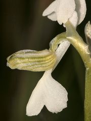 (4) Ein Albino des Kleinen Knabenkrautes (Anacamptis morio)