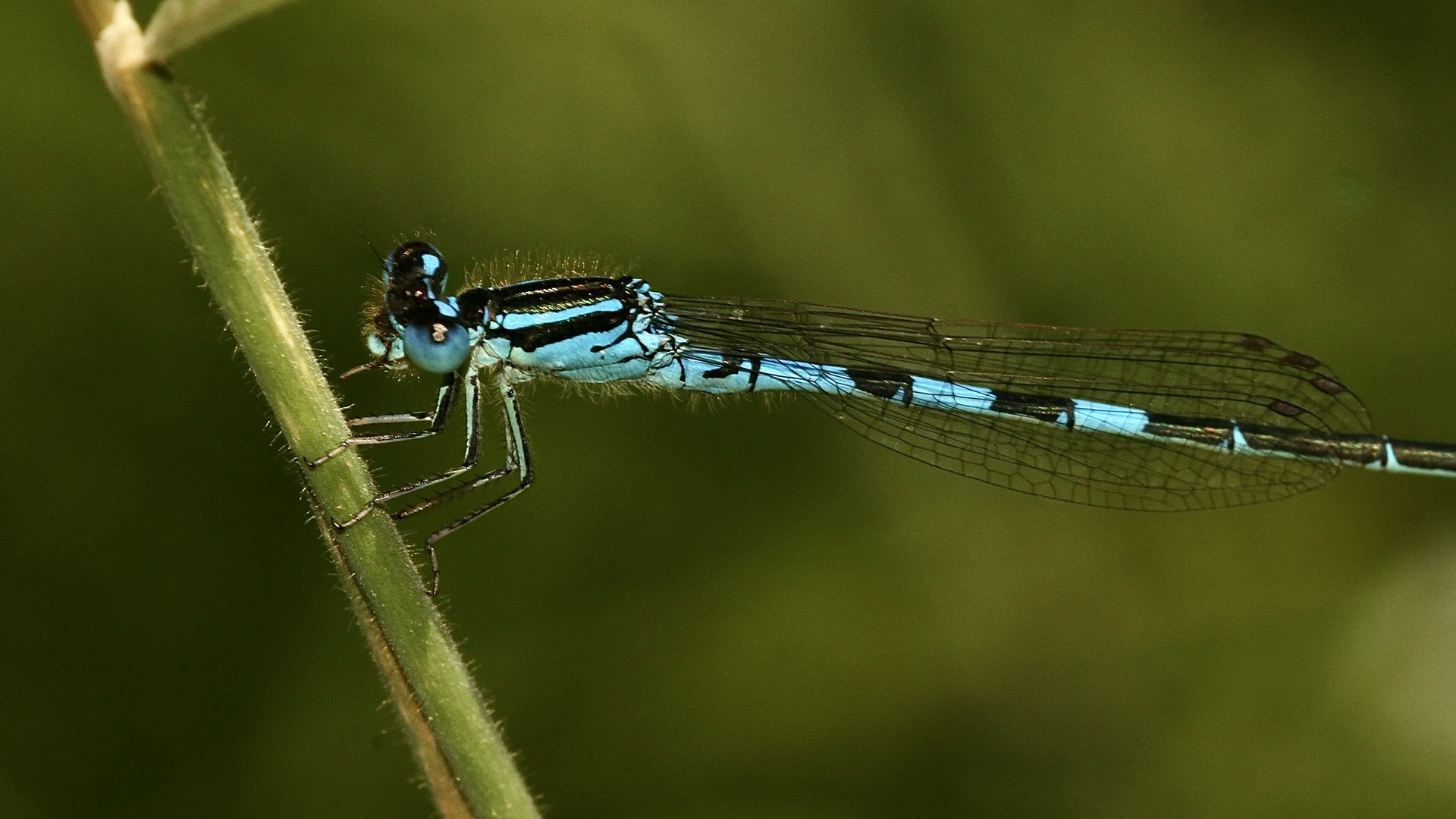 (4) Ein besonderer Fund: ein Männchen der GABEL-AZURJUNGFER (COENAGRION SCITULUM)