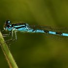 (4) Ein besonderer Fund: ein Männchen der GABEL-AZURJUNGFER (COENAGRION SCITULUM)