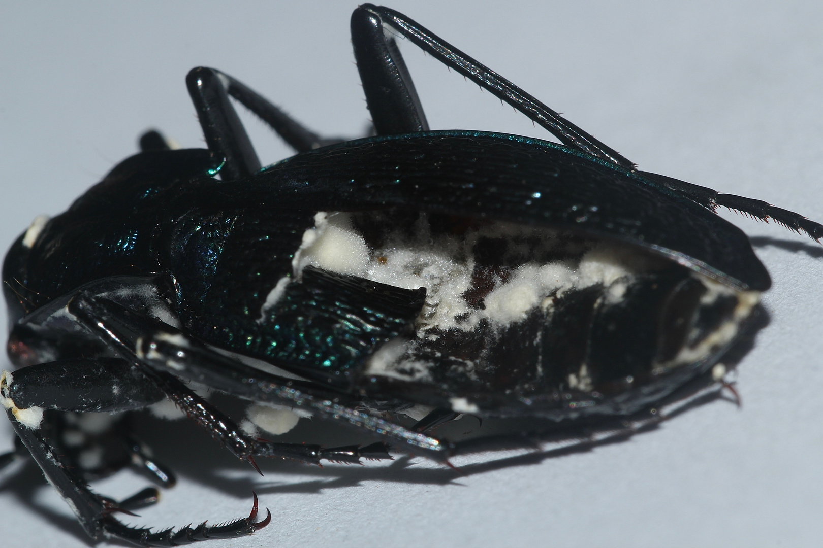 (4) Ein Blauvioletter Laufkäfer (Carabus intricatus)