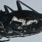 (4) Ein Blauvioletter Laufkäfer (Carabus intricatus)