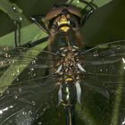 (4) Ein frisch geschlüpftes Männchen der Glänzenden Smaragdlibelle (Somatochlora metallica)