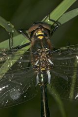 (4) Ein frisch geschlüpftes Männchen der Glänzenden Smaragdlibelle (Somatochlora metallica)