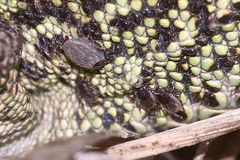 (4) Ein junges Männchen der Zauneidechse (Lacerta agilis) mit Zeckenbefall