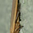 (4) Ein "Lichtfang" - das Nadelwald-Flechtenbärchen (Eilema depressa)