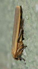 (4) Ein "Lichtfang" - das Nadelwald-Flechtenbärchen (Eilema depressa)