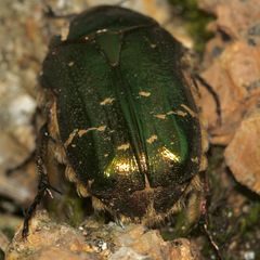 (4) Ein Männchen des Gold-Rosenkäfers (Cetonia aurata)