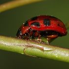 (4) Ein "Marienkäfer" und ein paar Larven ...??? Nee!