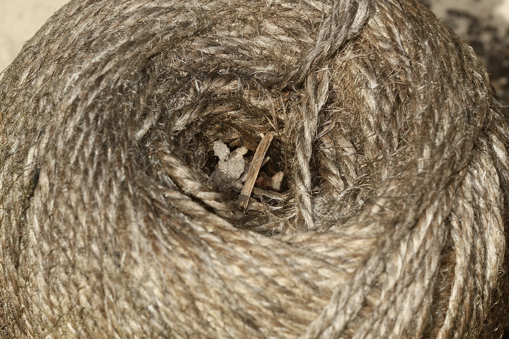 (4) Ein Nest der Großen Wollbiene (Anthidium manicatum)