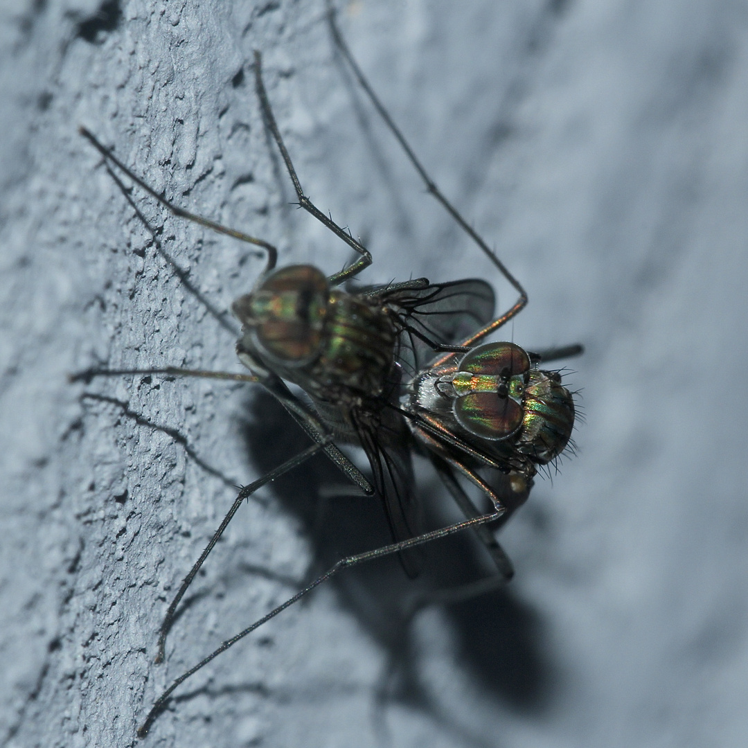 (4) Ein Pärchen aus der Familie der Langbeinfliegen (Dolichopodidae), ...